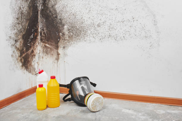 Best Mold Cleaning Services  in Falls Church, VA