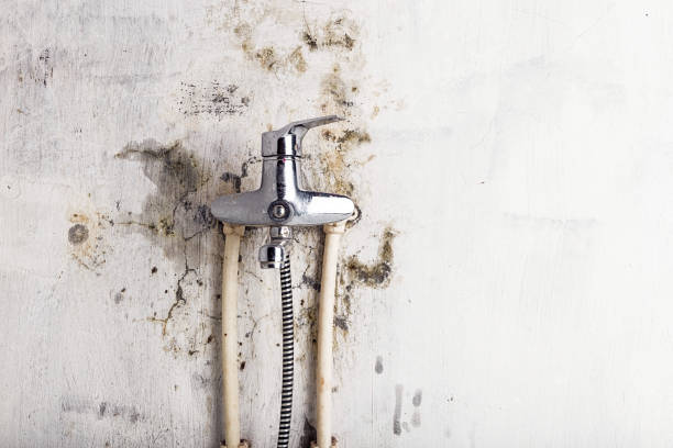 Best Mold Cleaning Services  in Falls Church, VA