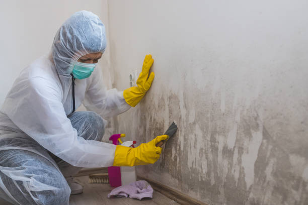 Best Mold Remediation  in Falls Church, VA