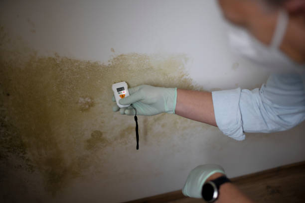 Best Professional Mold Removal  in Falls Church, VA