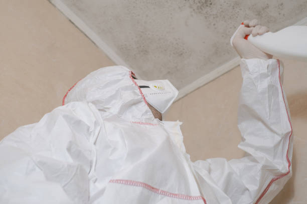 Best Home Mold Removal  in Falls Church, VA