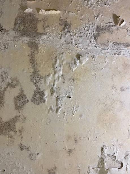 Best Mold Removal Company Near Me  in Falls Church, VA
