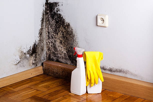 Best Black Mold Removal  in Falls Church, VA