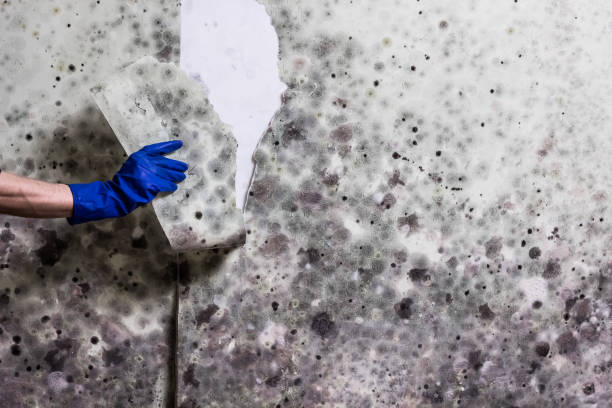 Best Fast Mold Removal  in Falls Church, VA