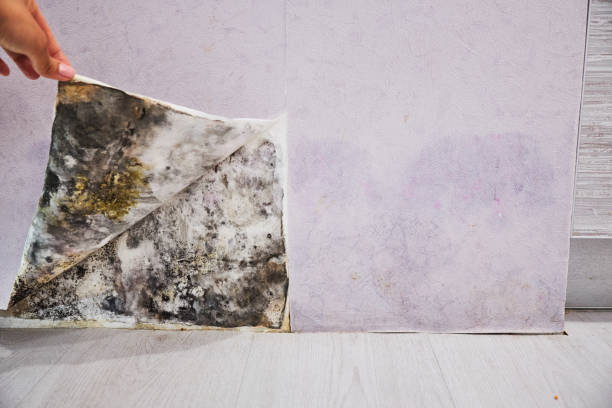 Professional Mold Removal in Falls Church, VA